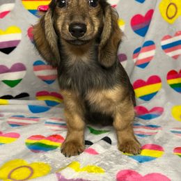 Kiara - Dachshund