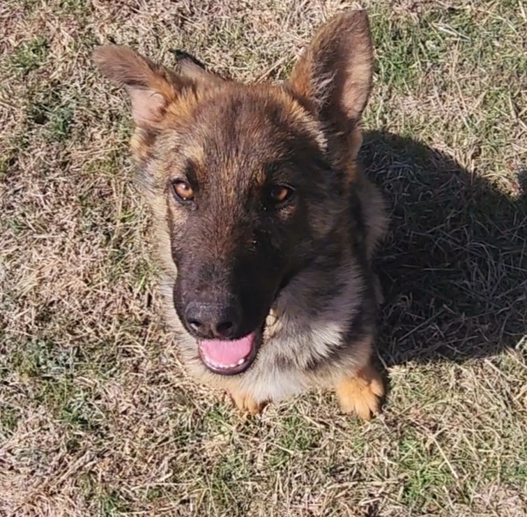 German Shepherd and Pembroke Welsh Corgi Puppies from Tiny Titans K9