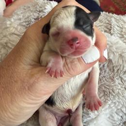 Rose' Liver and White parti - Parti female Miniature Schnauzer puppy in Temple, Texas from Schnauzers Of Taylor