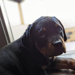 Rottweiler Puppies from Vom Allegiance Haus