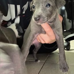 Italian Greyhound Puppies from Castro’s Italian greyhounds