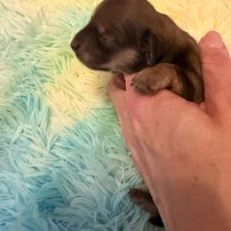 Belle - Chocolate and tan female Dachshund puppy in Madisonville, Texas from Little B’s Dachshund Farm