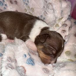 Rat Terrier Puppies from The Puppy Patch Rat Terriers