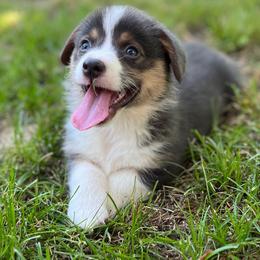 Iggy- natural bobtail - Blue male Pembroke Welsh Corgi puppy in Hope, Arkansas from Foxy Knoll Farm