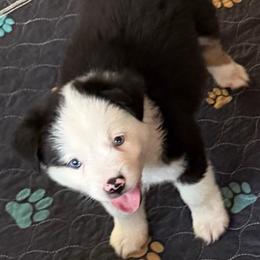 Cisco - Black tri male Miniature Australian Shepherd puppy in Myakka City, Florida from Gable A Aussies