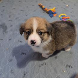 Girl 2 Miss Purple - White and red female Pembroke Welsh Corgi puppy in Milton, Florida from Milton Corgis