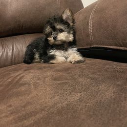 Macy - Black & tan tri-color female Morkie puppy in Beebe, Arkansas from Cedar Hill Kennel