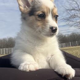 Willow - White and black female Pembroke Welsh Corgi puppy in Rolla, Missouri from Chapman Corgis