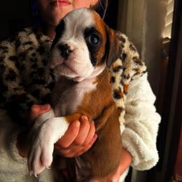 Zuma - Fawn female Boxer puppy in Abilene, Texas from L&L Euro Boxers and Small Town Shih Tzus