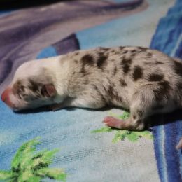 Chandler - Red merle male Border Collie puppy in Alabama from Bar C Farms