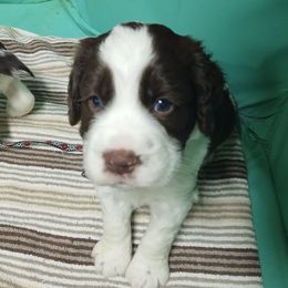 Mr. Navigator - Liver and white male English Springer Spaniel puppy in Kingsport, Tennessee from Leandra's English Springer Spaniels