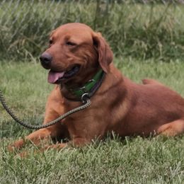 Quest - Labrador Retriever