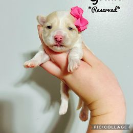 Maltese, Maltipoo, Poodle, and Yorkshire Terrier Puppies from Paw Perfect Pets