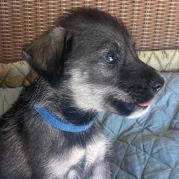 Blue boy - Black and white male Companion Cross puppy in Summerfeld, Florida from Amazing Standard Schnauzers
