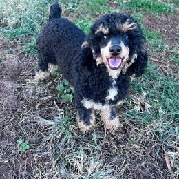 Sally - Poodle