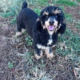 Sally - Poodle