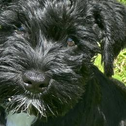 Miniature Schnauzers from Stevens Mini Schnauzers