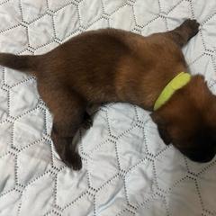 Puppy 4 - Red sable female Belgian Malinois puppy in Henrico, Virginia from MonStar Malinois