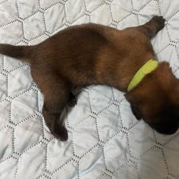 Puppy 4 - Red sable female Belgian Malinois puppy in Henrico, Virginia from MonStar Malinois