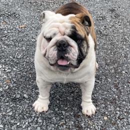 Goosey - Bulldog