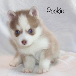 Pookie - Lavender male Pomsky puppy in Denham Springs, Louisiana from Bayouland Pomskies
