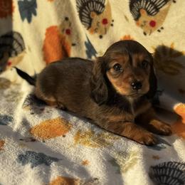 Dachshund Puppies from Signature Sloan - Long Hair Dachshunds