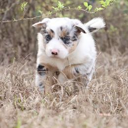 Border Collie Puppies from Sandhill Ranch Border Collies