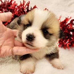Mason - Red male Pembroke Welsh Corgi puppy in Cleveland, Tennessee from Sunnyhill Corgis