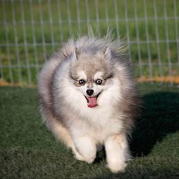 Fox - Pomsky