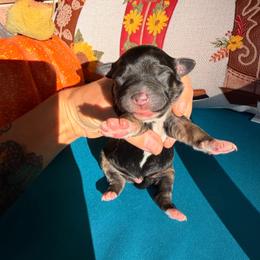 Puppy 5 - Black & white male Miniature Australian Shepherd puppy in Colorado Springs, Colorado from Fuzy Butts Mini & Toy Aussies