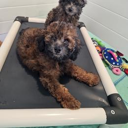 Goldendoodle Puppies from We R Mini Doodles