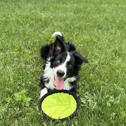 American Corgi and Border Collie Puppies from Duncan's Border Collies and Corgis