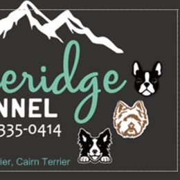 Border Collies, Boston Terriers, and Cairn Terriers from Stoneridge Kennel