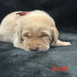 Axel - Yellow male Labrador Retriever puppy in Tigard, Oregon from Morrison Labrador Retreivers