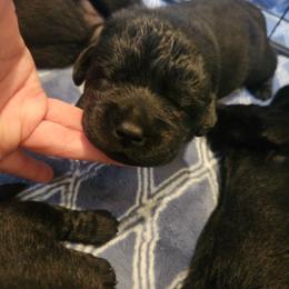 Daisy - Black female Labrador Retriever puppy in Braselton, Georgia from Bel Amour