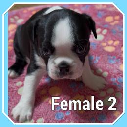 Female - Black and white female Boston Terrier puppy in Mc Donough, Georgia from Ballard Boston Terriers