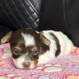 Jenny AKC - Chocolate, tan and white female Yorkshire Terrier puppy in Labelle, Florida from Chocolate and Parti Yorkies in Florida