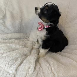 Miniature American Shepherd, Miniature Australian Shepherd, and Toy Australian Shepherd Puppies from Little Dipper mini Americans and toy Aussies