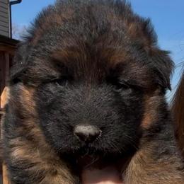 Male 1 - Black and tan male German Shepherd puppy in Lexington, Virginia from Buffelbach Farmstead Shepherds