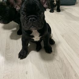 French Bulldog Puppies from Luna and London’s Puppies