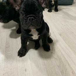 French Bulldog Puppies from Luna and London’s Puppies