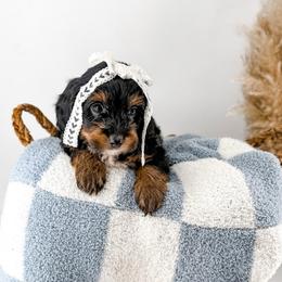 Cricket - Phantom female Goldendoodle puppy in Russell Springs, Kentucky from Milk & Honey Doodles