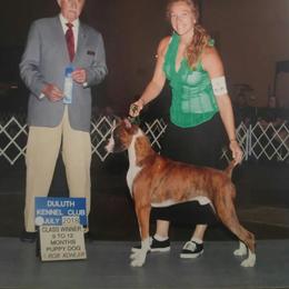 Briggs - Boxer