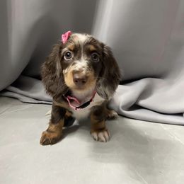 Dachshund Puppies from Dreaming of Dachshunds