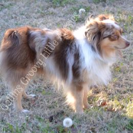 Australian Shepherds, Miniature Australian Shepherds, and Toy Australian Shepherds from Gatlins Groovy Little Aussies