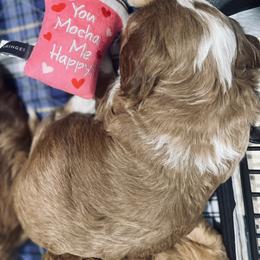 Goldendoodle Puppies from Graystone Doodles