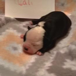 Cali - Black and white female Boston Terrier puppy in Headland, Alabama from Crystal Carlisle's Boston Terriers
