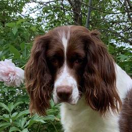 English Springer Spaniels from Clawson Pups