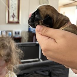 Boxer Puppies from Amy's Boxers