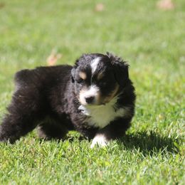 Wanda - black tri Miniature American Shepherd - Black tri female Miniature American Shepherd puppy in Philpot, Kentucky from MarLoWin Aussies